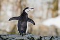 094 Antarctica, Cierva Cove, stormbandpinguin